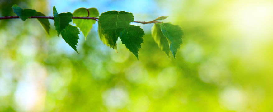 leaves of birch in deep forest