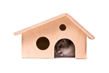 Obraz na płótnie Canvas Dwarf hamster in house, studio shot, isolated on white