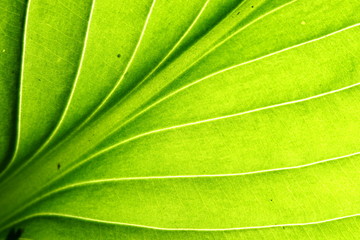 green leaf vein