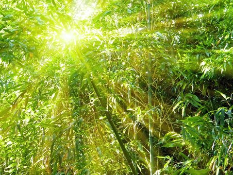 bamboo with rays of light