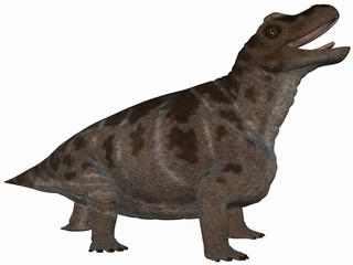 Obraz premium Keratocephalus - 3D Dinosaurier
