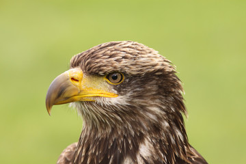 Portrait of a young bald eagle