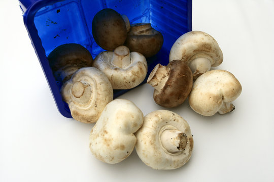 mashrooms