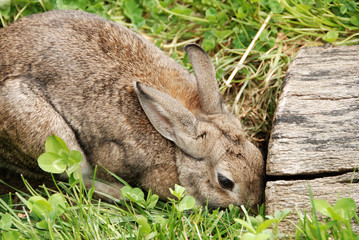 rabbit by den entrance