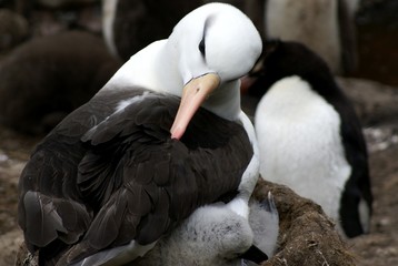 Albatros mit Küken
