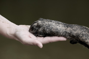Mensch und Hund