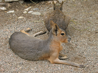 Animal park - Hare patagonian