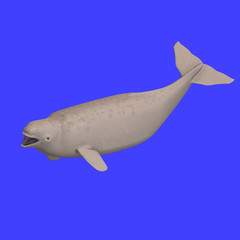 whitle beluga whale calf