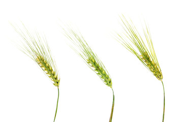 Green wheat ears isolated on white background