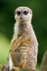 Meerkat