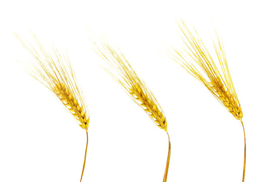 golden  wheat ears isolated on white background
