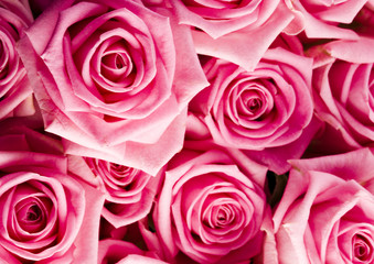 Roses