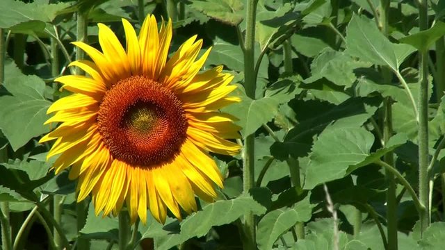 Fleur de tournesol
