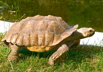 Fototapeta premium Aldabra giant tortoise (Geochelone gigantea)