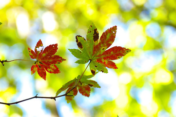 Obraz premium 紅葉イメージ