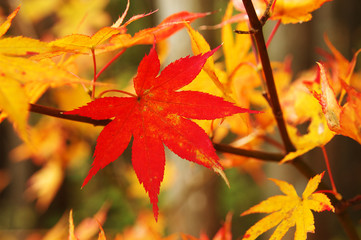 紅葉イメージ３