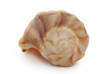 striped shell on white background