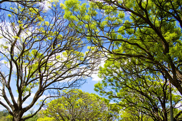 Fresh green branches