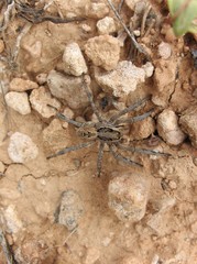 Lycosa Tarentula o Tar√°ntula Mediterr√°nea