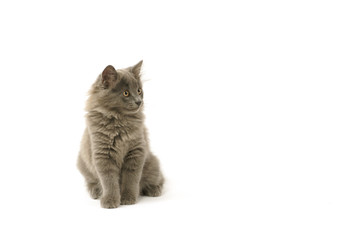 chatons gris