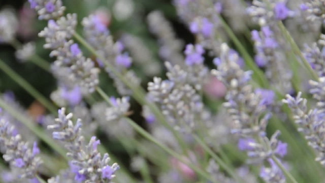 lavanda