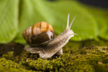 Snail at the garden