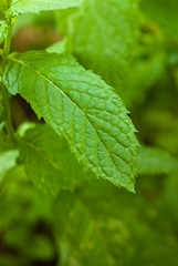 mint plant
