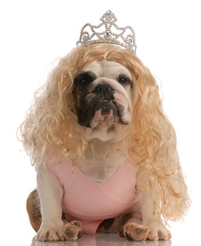 bulldog dressed up as princess with ugly wig and tutu