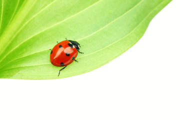 ladybug on leaf