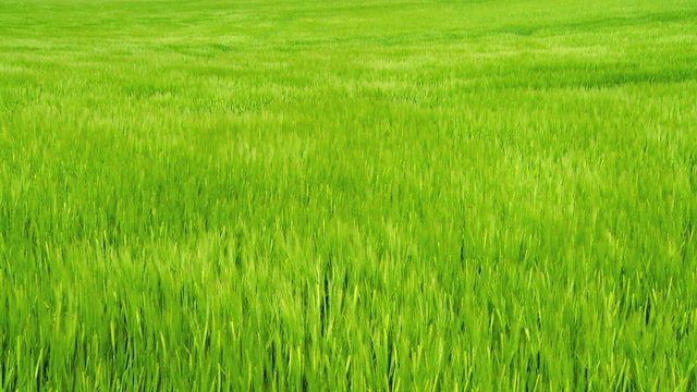 Field Of Barley