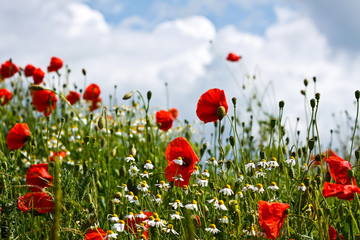 Obraz premium Mohn I