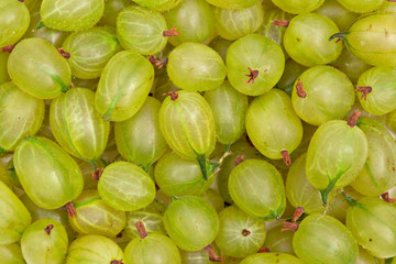 plenty of green gooseberries