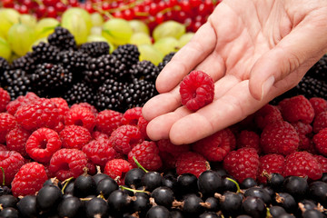 showing one raspberry from crop