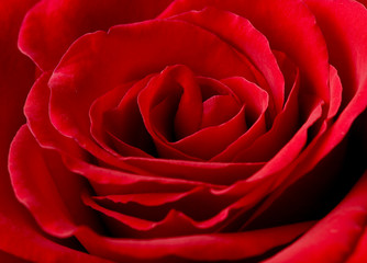 rose of love