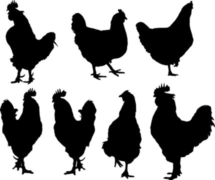 vector silhouette of group hens and roosters