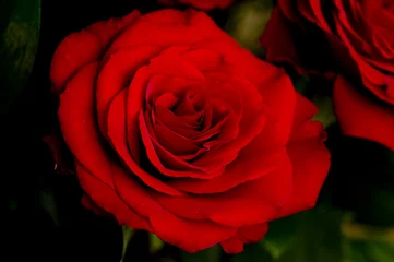 Fototapeten Rose der Liebe © Zbyszek Nowak