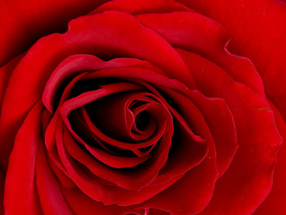 rose of love
