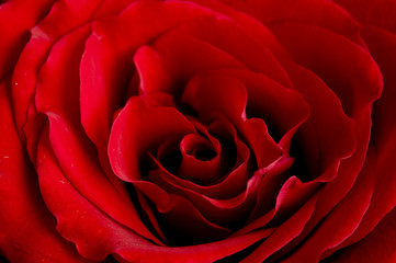 rose of love