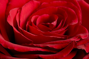 Naklejka premium rose of love
