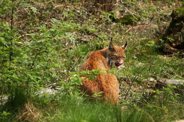 Obraz premium eurasian lynx 4
