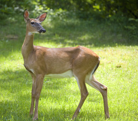 Fototapeta premium daytime deer