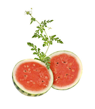 two watermelon halves with vine isolated on white background