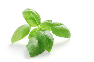 Fresh leaves of basil
