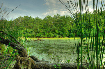 Bog and dry tree
