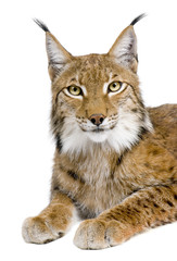 Naklejka premium Eurasian Lynx - Lynx lynx (5 years old)