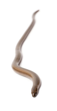 slowworm - Anguis fragilis