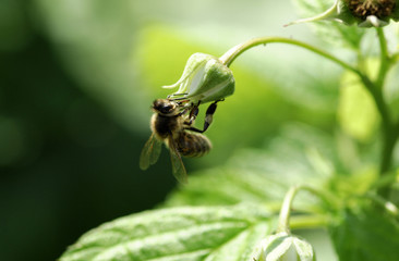 bee
