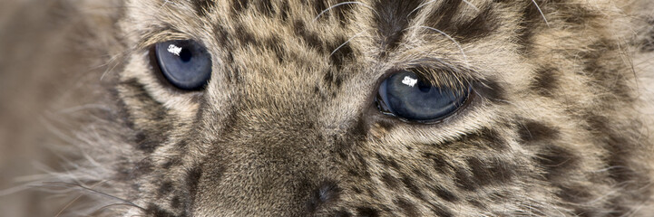 close-up on a Persian leopard Cub (6 weeks) © Eric Isselée