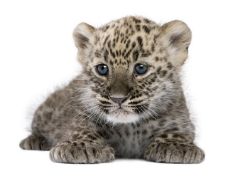 Fototapeta premium Perski leopard Cub (6 tygodni)