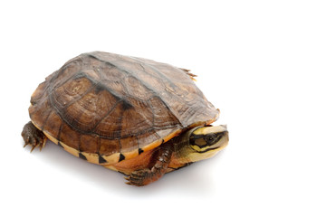 Obraz premium Golden coin box turtle